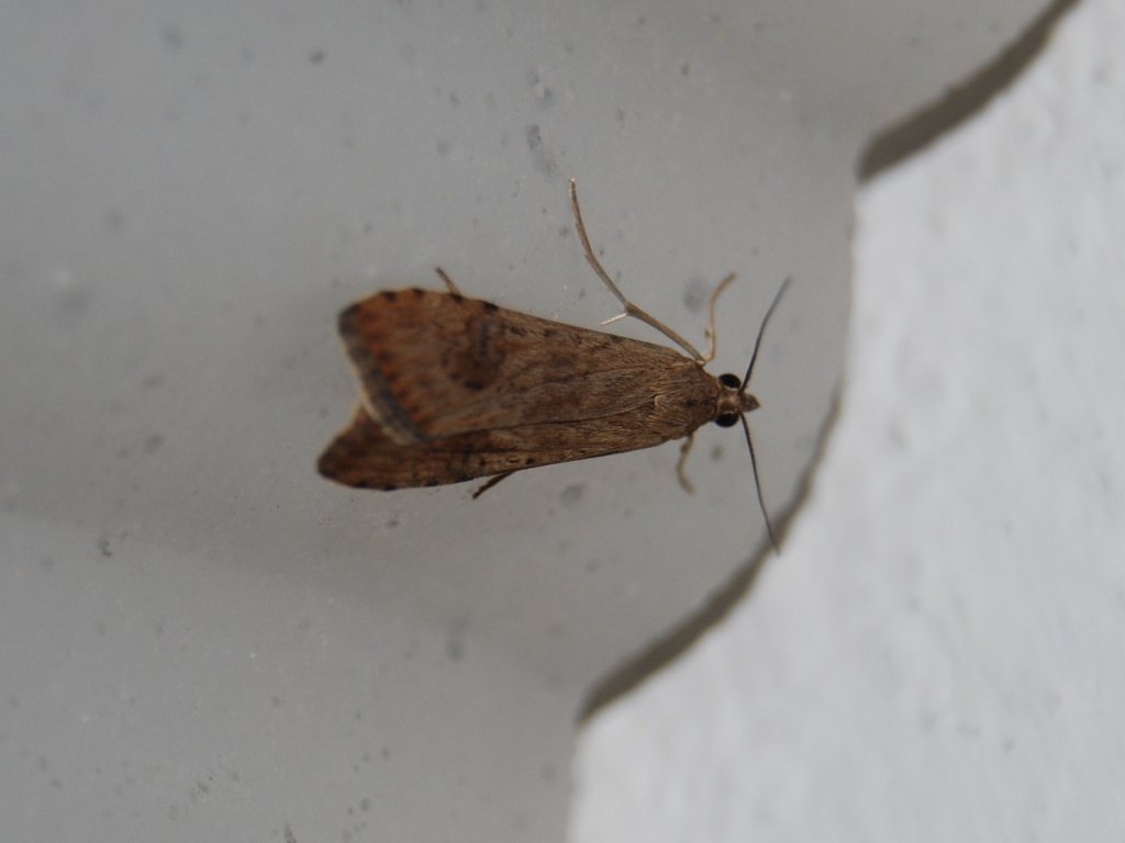 Pyralidae 2